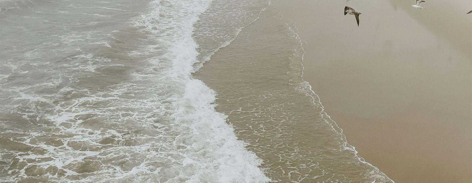 a group of birds flying over a beach