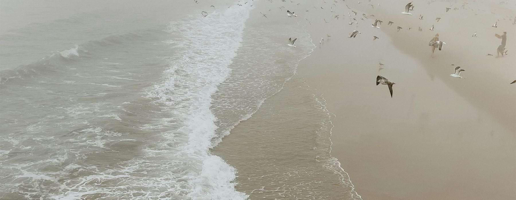 a group of birds flying over a beach